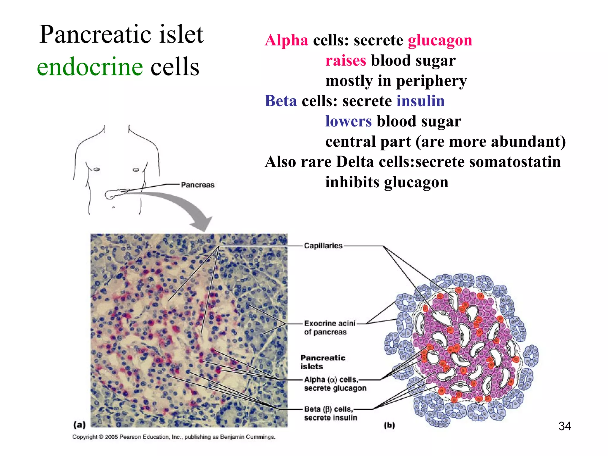 34
Pancreatic islet
endocrine cells
Alpha cells: secrete glucagon
raises blood sugar
mostly in periphery
Beta cells: secrete insulin
lowers blood sugar
central part (are more abundant)
Also rare Delta cells:secrete somatostatin
inhibits glucagon
 