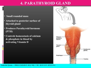 4. PARATHYROID GLAND
Endocrine System…. POOJA SAHARAN, M.Sc NSG. I YR. M.M C.O.N, MULLANA
9
• Small rounded mass
• Attached to posterior surface of
thyroid gland
• Produces Parathyroid hormone
(PTH)
• Controls homeostasis of calcium
& phosphate in blood by
activating Vitamin D
 