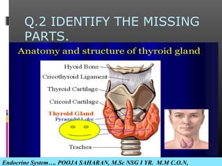 Q.2 IDENTIFY THE MISSING
PARTS.
Endocrine System…. POOJA SAHARAN, M.Sc NSG I YR. M.M C.O.N,
 