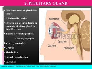 2. PITUITARY GLAND
Endocrine System…. POOJA SAHARAN, M.Sc NSG. I YR. M.M C.O.N, MULLANA
5
• Pea sized mass of glandular
tissue
• Lies in sella turcica
• Slender stalk: Infundibulum
connects pituitary gland to
hypothalamus
• 2 parts : Neurohypophysis
Adenohypophysis
Indirectly controls :
• Growth
• Metabolism
• Sexual reproduction
• Lactation
 