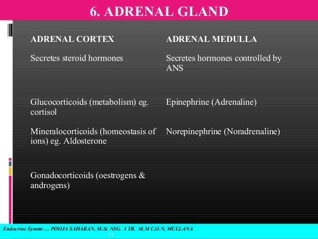 Endocrine system