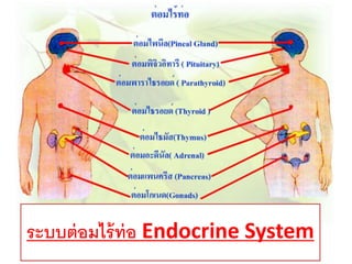 ระบบต่อมไร้ท่อ Endocrine System
 