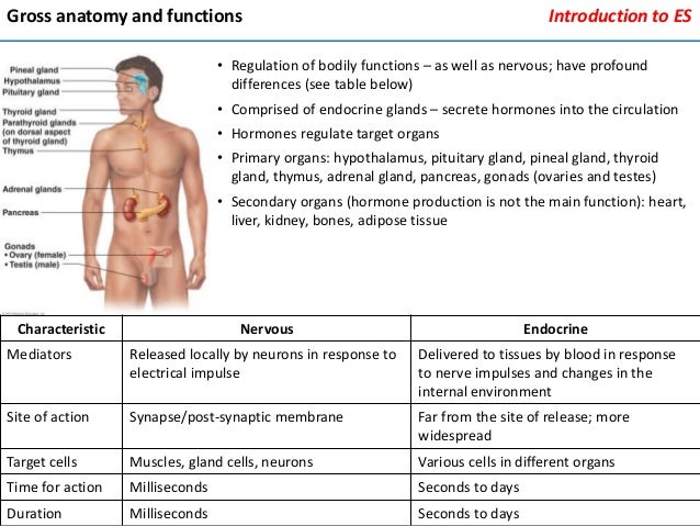 Endocrine system