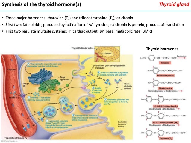 Endocrine system