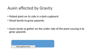 Auxin affected by Gravity
• Potted plant on its side in a dark cupboard
• Shoot bends to grow upwards.
• Auxin tends to gather on the under side of the plant causing it to
grow upwards
Auxin gathers here
 