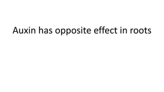 Auxin has opposite effect in roots
 