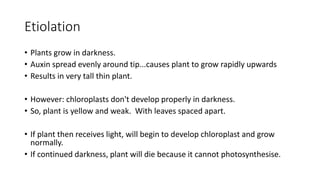 Etiolation
• Plants grow in darkness.
• Auxin spread evenly around tip...causes plant to grow rapidly upwards
• Results in very tall thin plant.
• However: chloroplasts don't develop properly in darkness.
• So, plant is yellow and weak. With leaves spaced apart.
• If plant then receives light, will begin to develop chloroplast and grow
normally.
• If continued darkness, plant will die because it cannot photosynthesise.
 