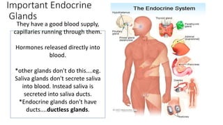 Important Endocrine
Glands
They have a good blood supply,
capillaries running through them.
Hormones released directly into
blood.
*other glands don't do this....eg.
Saliva glands don't secrete saliva
into blood. Instead saliva is
secreted into saliva ducts.
*Endocrine glands don't have
ducts....ductless glands.
 