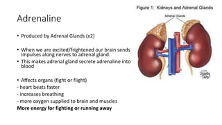 Adrenaline
• Produced by Adrenal Glands (x2)
• When we are excited/frightened our brain sends
impulses along nerves to adrenal gland.
• This makes adrenal gland secrete adrenaline into
blood
• Affects organs (fight or flight)
- heart beats faster
- increases breathing
- more oxygen supplied to brain and muscles
More energy for fighting or running away
 