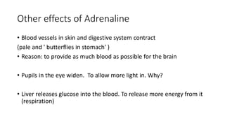 Other effects of Adrenaline
• Blood vessels in skin and digestive system contract
(pale and ' butterflies in stomach' )
• Reason: to provide as much blood as possible for the brain
• Pupils in the eye widen. To allow more light in. Why?
• Liver releases glucose into the blood. To release more energy from it
(respiration)
 