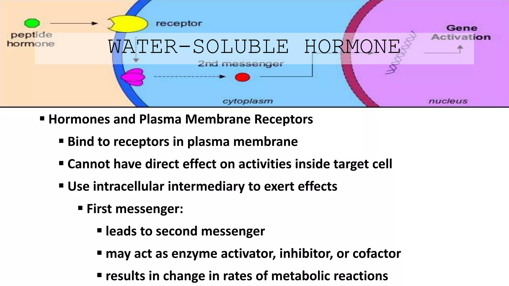 WATER-SOLUBLE HORMONE
 Hormones and Plasma Membrane Receptors
 Bind to receptors in plasma membrane
 Cannot have direct effect on activities inside target cell
 Use intracellular intermediary to exert effects
 First messenger:
 leads to second messenger
 may act as enzyme activator, inhibitor, or cofactor
 results in change in rates of metabolic reactions
 
