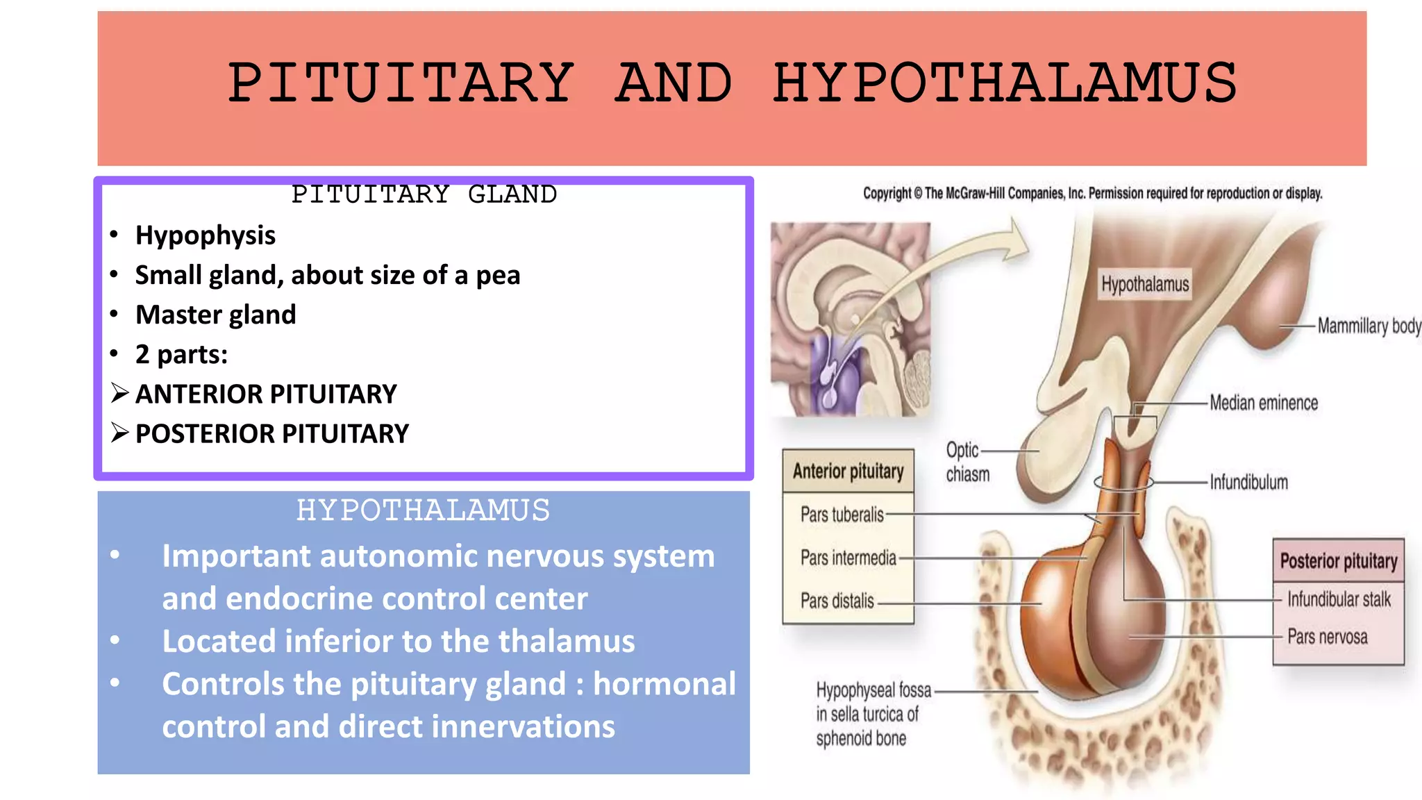 PITUITARY AND HYPOTHALAMUS
PITUITARY GLAND
• Hypophysis
• Small gland, about size of a pea
• Master gland
• 2 parts:
ANTERIOR PITUITARY
POSTERIOR PITUITARY
HYPOTHALAMUS
• Important autonomic nervous system
and endocrine control center
• Located inferior to the thalamus
• Controls the pituitary gland : hormonal
control and direct innervations
 