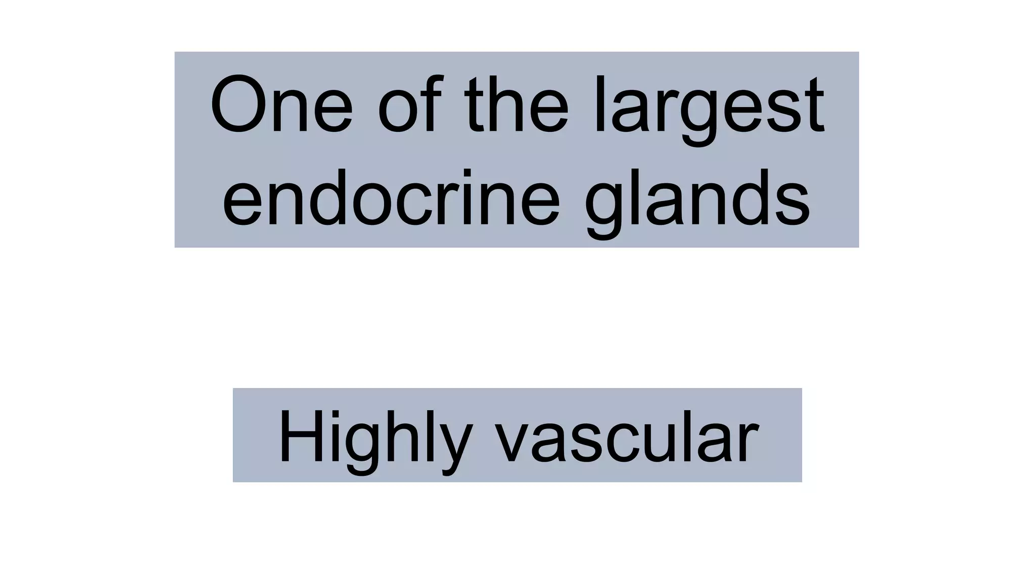 One of the largest
endocrine glands
Highly vascular
 