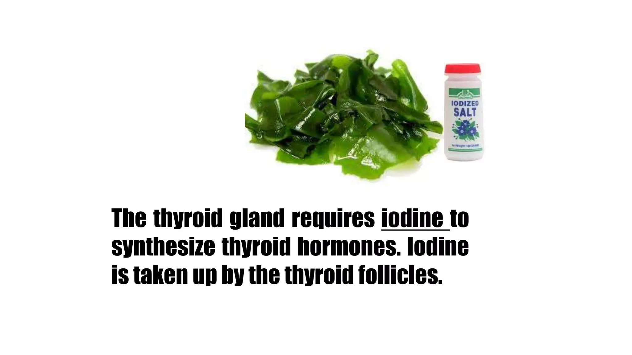 The thyroid gland requires iodine to
synthesize thyroid hormones. Iodine
is taken up by the thyroid follicles.
 