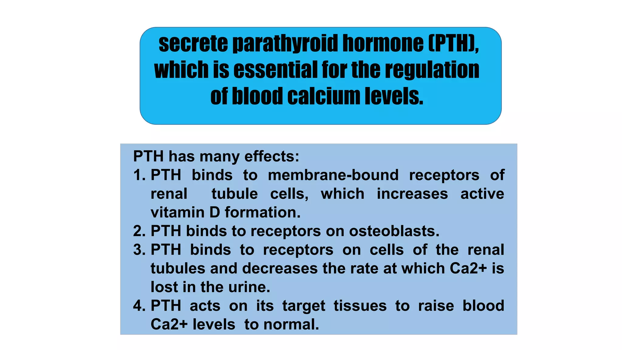 secrete parathyroid hormone (PTH),
which is essential for the regulation
of blood calcium levels.
PTH has many effects:
1. PTH binds to membrane-bound receptors of
renal tubule cells, which increases active
vitamin D formation.
2. PTH binds to receptors on osteoblasts.
3. PTH binds to receptors on cells of the renal
tubules and decreases the rate at which Ca2+ is
lost in the urine.
4. PTH acts on its target tissues to raise blood
Ca2+ levels to normal.
 