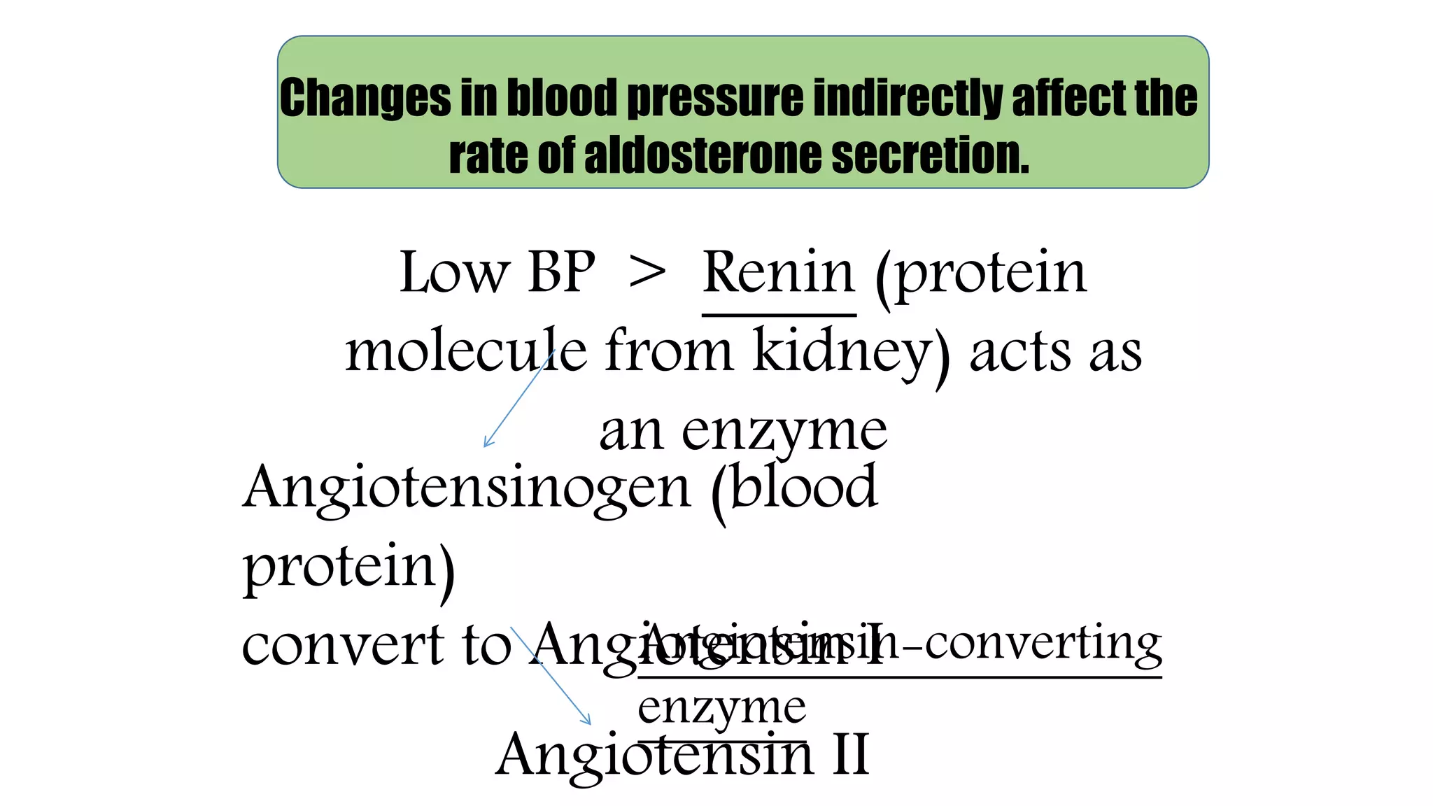 Changes in blood pressure indirectly affect the
rate of aldosterone secretion.
Low BP > Renin (protein
molecule from kidney) acts as
an enzyme
Angiotensinogen (blood
protein)
convert to Angiotensin IAngiotensin-converting
enzyme
Angiotensin II
 
