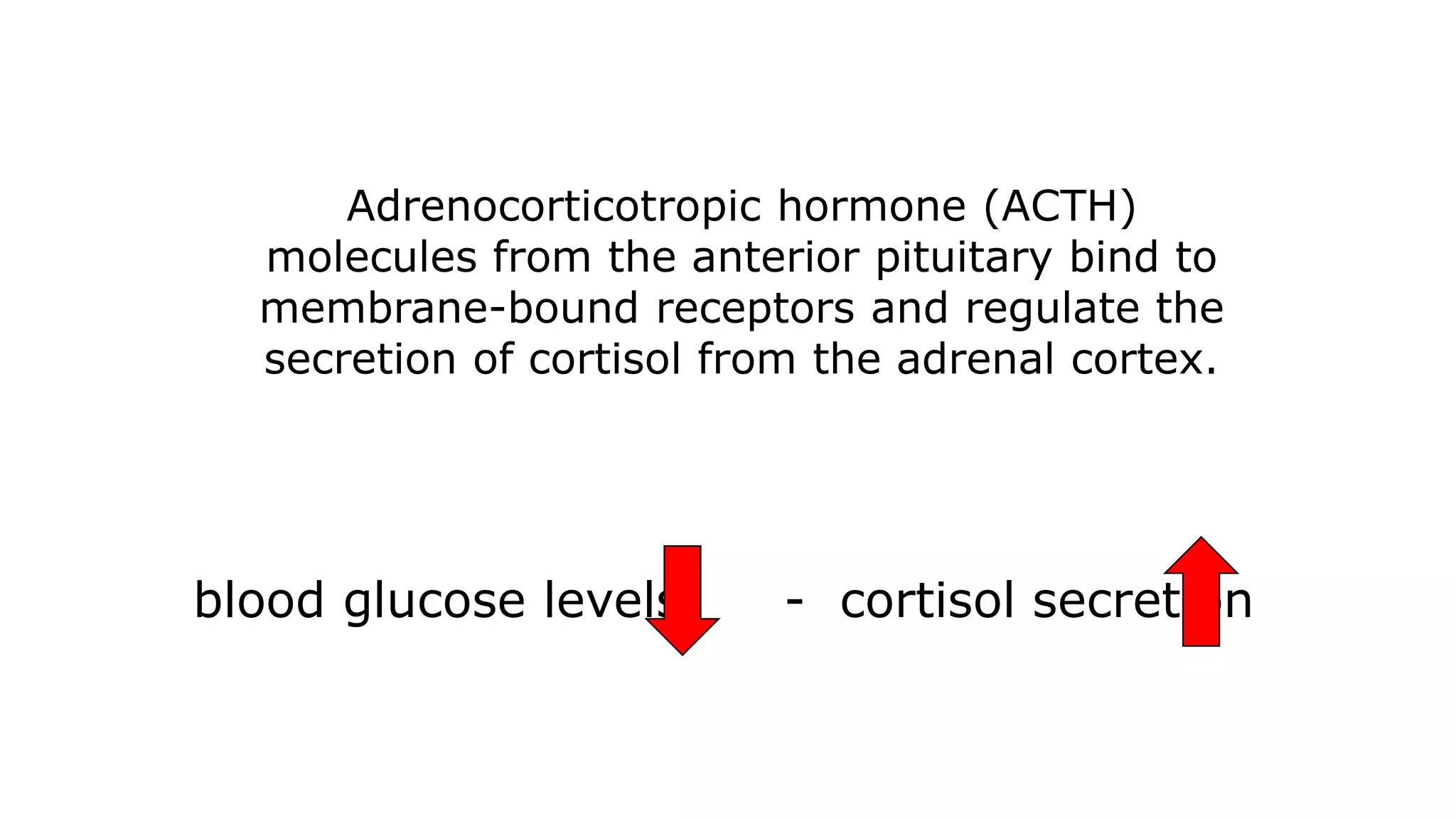 Adrenocorticotropic hormone (ACTH)
molecules from the anterior pituitary bind to
membrane-bound receptors and regulate the
secretion of cortisol from the adrenal cortex.
blood glucose levels - cortisol secretion
 