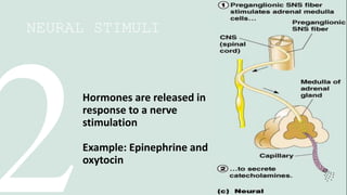 NEURAL STIMULI
Hormones are released in
response to a nerve
stimulation
Example: Epinephrine and
oxytocin
 