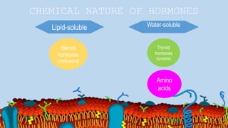 CHEMICAL NATURE OF HORMONES
Lipid-soluble Water-soluble
Steroid
hormones
(cholesterol)
Thyroid
hormones
(tyrosine)
Amino
acids
 