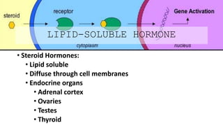 LIPID-SOLUBLE HORMONE
• Steroid Hormones:
• Lipid soluble
• Diffuse through cell membranes
• Endocrine organs
• Adrenal cortex
• Ovaries
• Testes
• Thyroid
 