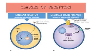 CLASSES OF RECEPTORS
NUCLEAR RECEPTOR
(binded by Lipid-soluble hormones)
MEMBRANE-BOUND RECEPTOR
(binded by water-soluble hormones)
 