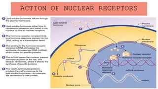 ACTION OF NUCLEAR RECEPTORS
 
