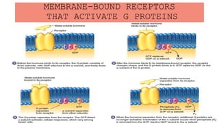 MEMBRANE-BOUND RECEPTORS
THAT ACTIVATE G PROTEINS
 