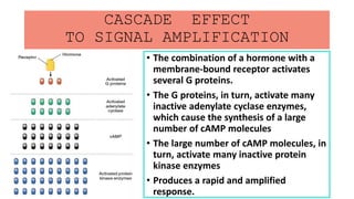 CASCADE EFFECT
TO SIGNAL AMPLIFICATION
• The combination of a hormone with a
membrane-bound receptor activates
several G proteins.
• The G proteins, in turn, activate many
inactive adenylate cyclase enzymes,
which cause the synthesis of a large
number of cAMP molecules
• The large number of cAMP molecules, in
turn, activate many inactive protein
kinase enzymes
• Produces a rapid and amplified
response.
 