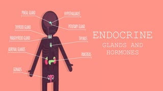ENDOCRINE
GLANDS AND
HORMONES
 