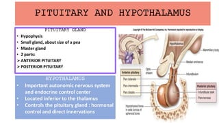 PITUITARY AND HYPOTHALAMUS
PITUITARY GLAND
• Hypophysis
• Small gland, about size of a pea
• Master gland
• 2 parts:
ANTERIOR PITUITARY
POSTERIOR PITUITARY
HYPOTHALAMUS
• Important autonomic nervous system
and endocrine control center
• Located inferior to the thalamus
• Controls the pituitary gland : hormonal
control and direct innervations
 