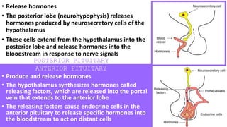 • Produce and release hormones
• The hypothalamus synthesizes hormones called
releasing factors, which are released into the portal
vein that extends to the anterior lobe
• The releasing factors cause endocrine cells in the
anterior pituitary to release specific hormones into
the bloodstream to act on distant cells
• Release hormones
• The posterior lobe (neurohypophysis) releases
hormones produced by neurosecretory cells of the
hypothalamus
• These cells extend from the hypothalamus into the
posterior lobe and release hormones into the
bloodstream in response to nerve signals
POSTERIOR PITUITARY
ANTERIOR PITUITARY
 
