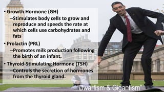 “Dwarfism & Gigantism”
• Growth Hormone (GH)
–Stimulates body cells to grow and
reproduce and speeds the rate at
which cells use carbohydrates and
fats
• Prolactin (PRL)
–Promotes milk production following
the birth of an infant.
• Thyroid-Stimulating Hormone (TSH)
–Controls the secretion of hormones
from the thyroid gland.
 