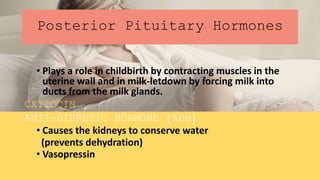 Posterior Pituitary Hormones
• Plays a role in childbirth by contracting muscles in the
uterine wall and in milk-letdown by forcing milk into
ducts from the milk glands.
OXYTOCIN
ANTI-DIURETIC HORMONE (ADH)
• Causes the kidneys to conserve water
(prevents dehydration)
• Vasopressin
 