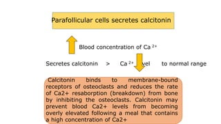 Parafollicular cells secretes calcitonin
Blood concentration of Ca 2+
Secretes calcitonin > Ca 2+ level to normal range
Calcitonin binds to membrane-bound
receptors of osteoclasts and reduces the rate
of Ca2+ resaborption (breakdown) from bone
by inhibiting the osteoclasts. Calcitonin may
prevent blood Ca2+ levels from becoming
overly elevated following a meal that contains
a high concentration of Ca2+
 