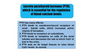 secrete parathyroid hormone (PTH),
which is essential for the regulation
of blood calcium levels.
PTH has many effects:
1. PTH binds to membrane-bound receptors of
renal tubule cells, which increases active
vitamin D formation.
2. PTH binds to receptors on osteoblasts.
3. PTH binds to receptors on cells of the renal
tubules and decreases the rate at which Ca2+ is
lost in the urine.
4. PTH acts on its target tissues to raise blood
Ca2+ levels to normal.
 