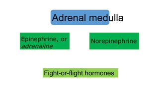 Adrenal medulla
Epinephrine, or
adrenaline
Norepinephrine
Fight-or-flight hormones
 