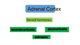 Adrenal Cortex
Steroid hormones:
mineralocorticoids glucocorticoids
androgens
 