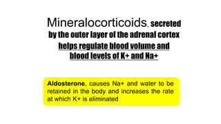 Mineralocorticoids, secreted
by the outer layer of the adrenal cortex
helps regulate blood volume and
blood levels of K+ and Na+
Aldosterone, causes Na+ and water to be
retained in the body and increases the rate
at which K+ is eliminated
 