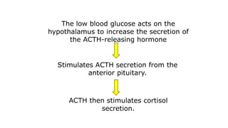 ACTH then stimulates cortisol
secretion.
The low blood glucose acts on the
hypothalamus to increase the secretion of
the ACTH-releasing hormone
Stimulates ACTH secretion from the
anterior pituitary.
 