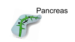 Pancreas
 