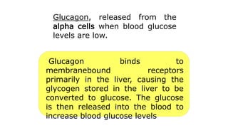 Glucagon, released from the
alpha cells when blood glucose
levels are low.
Glucagon binds to
membranebound receptors
primarily in the liver, causing the
glycogen stored in the liver to be
converted to glucose. The glucose
is then released into the blood to
increase blood glucose levels
 