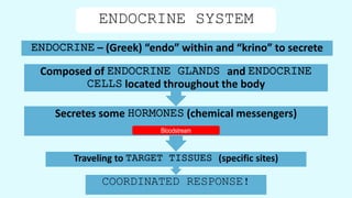Composed of ENDOCRINE GLANDS and ENDOCRINE
CELLS located throughout the body
ENDOCRINE SYSTEM
ENDOCRINE – (Greek) “endo” within and “krino” to secrete
Traveling to TARGET TISSUES (specific sites)
Secretes some HORMONES (chemical messengers)
COORDINATED RESPONSE!
Bloodstream
 