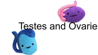 Testes and Ovaries
 