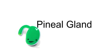 Pineal Gland
 