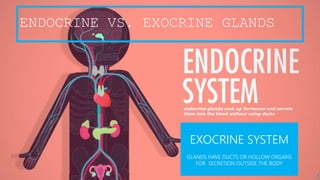 ENDOCRINE VS. EXOCRINE GLANDS
EXOCRINE SYSTEM
GLANDS HAVE DUCTS OR HOLLOW ORGANS
FOR SECRETION OUTSIDE THE BODY
 