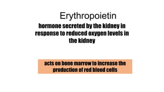 Erythropoietin
hormone secreted by the kidney in
response to reduced oxygen levels in
the kidney
acts on bone marrow to increase the
production of red blood cells
 