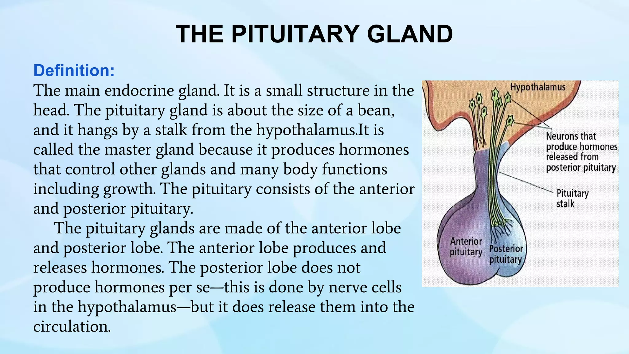 THE PITUITARY GLAND
Definition:
The main endocrine gland. It is a small structure in the
head. The pituitary gland is about the size of a bean,
and it hangs by a stalk from the hypothalamus.It is
called the master gland because it produces hormones
that control other glands and many body functions
including growth. The pituitary consists of the anterior
and posterior pituitary.
The pituitary glands are made of the anterior lobe
and posterior lobe. The anterior lobe produces and
releases hormones. The posterior lobe does not
produce hormones per se—this is done by nerve cells
in the hypothalamus—but it does release them into the
circulation.
 