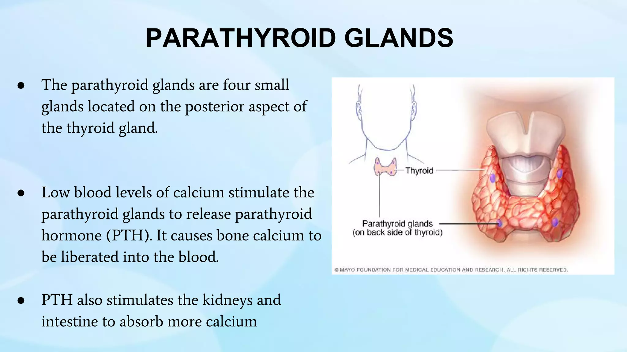PARATHYROID GLANDS
● The parathyroid glands are four small
glands located on the posterior aspect of
the thyroid gland.
● Low blood levels of calcium stimulate the
parathyroid glands to release parathyroid
hormone (PTH). It causes bone calcium to
be liberated into the blood.
● PTH also stimulates the kidneys and
intestine to absorb more calcium
 