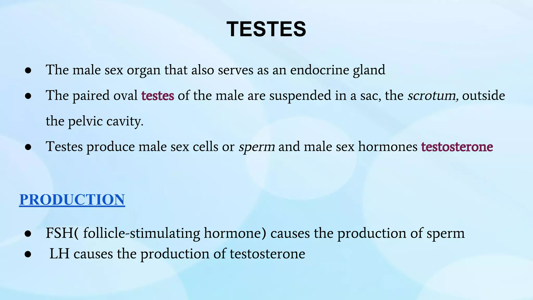 ● The male sex organ that also serves as an endocrine gland
● The paired oval testes of the male are suspended in a sac, the scrotum, outside
the pelvic cavity.
● Testes produce male sex cells or sperm and male sex hormones testosterone
PRODUCTION
● FSH( follicle-stimulating hormone) causes the production of sperm
● LH causes the production of testosterone
TESTES
 