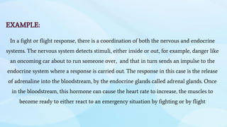 EXAMPLE:
In a fight or flight response, there is a coordination of both the nervous and endocrine
systems. The nervous system detects stimuli, either inside or out, for example, danger like
an oncoming car about to run someone over, and that in turn sends an impulse to the
endocrine system where a response is carried out. The response in this case is the release
of adrenaline into the bloodstream, by the endocrine glands called adrenal glands. Once
in the bloodstream, this hormone can cause the heart rate to increase, the muscles to
become ready to either react to an emergency situation by fighting or by flight
 